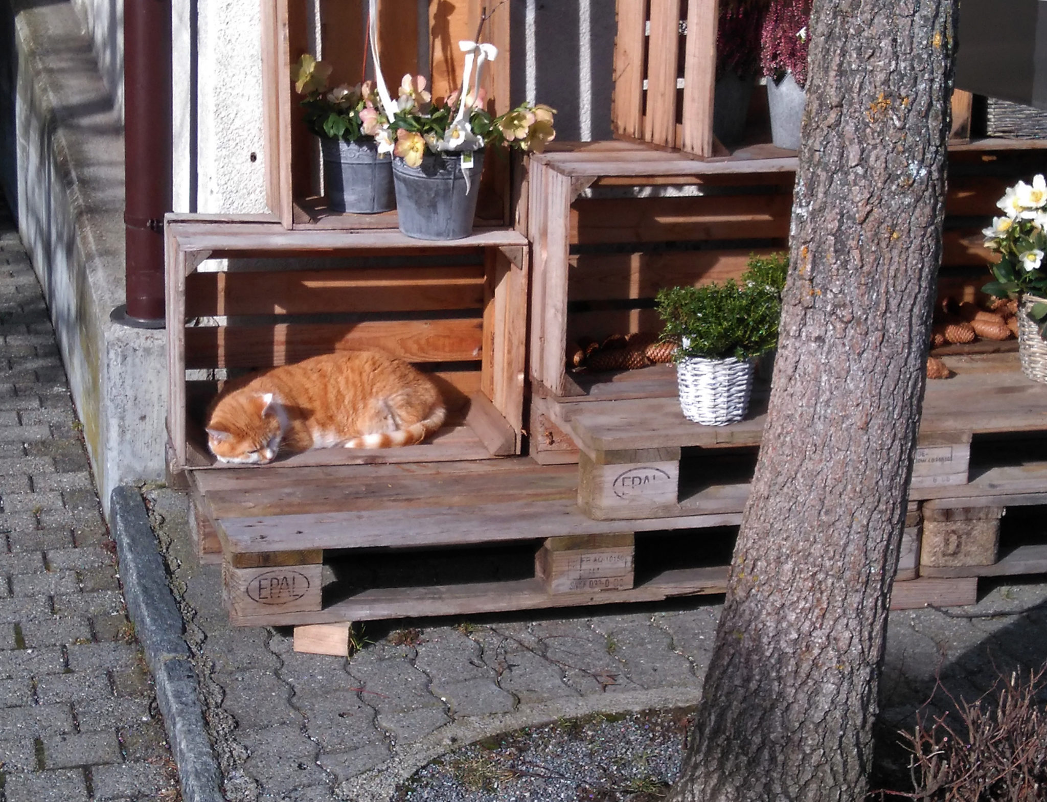 The red cat sleeping in the sun in winter