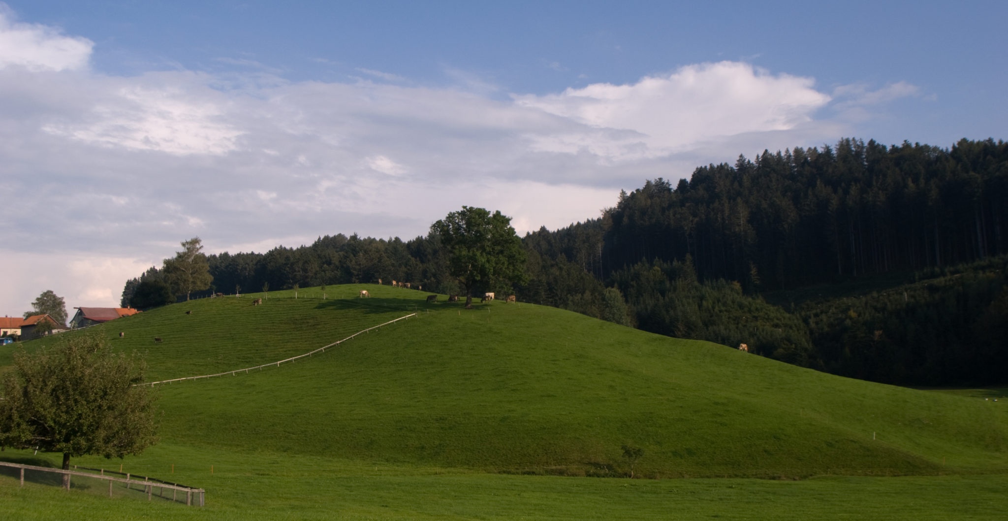 Etude with hills and cows