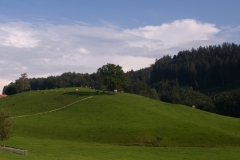 Etude with hills and cows