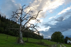 The dead tree and the house