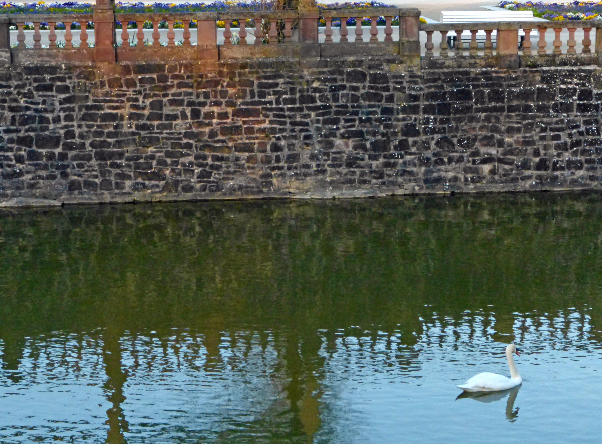 A swan in a castle 01