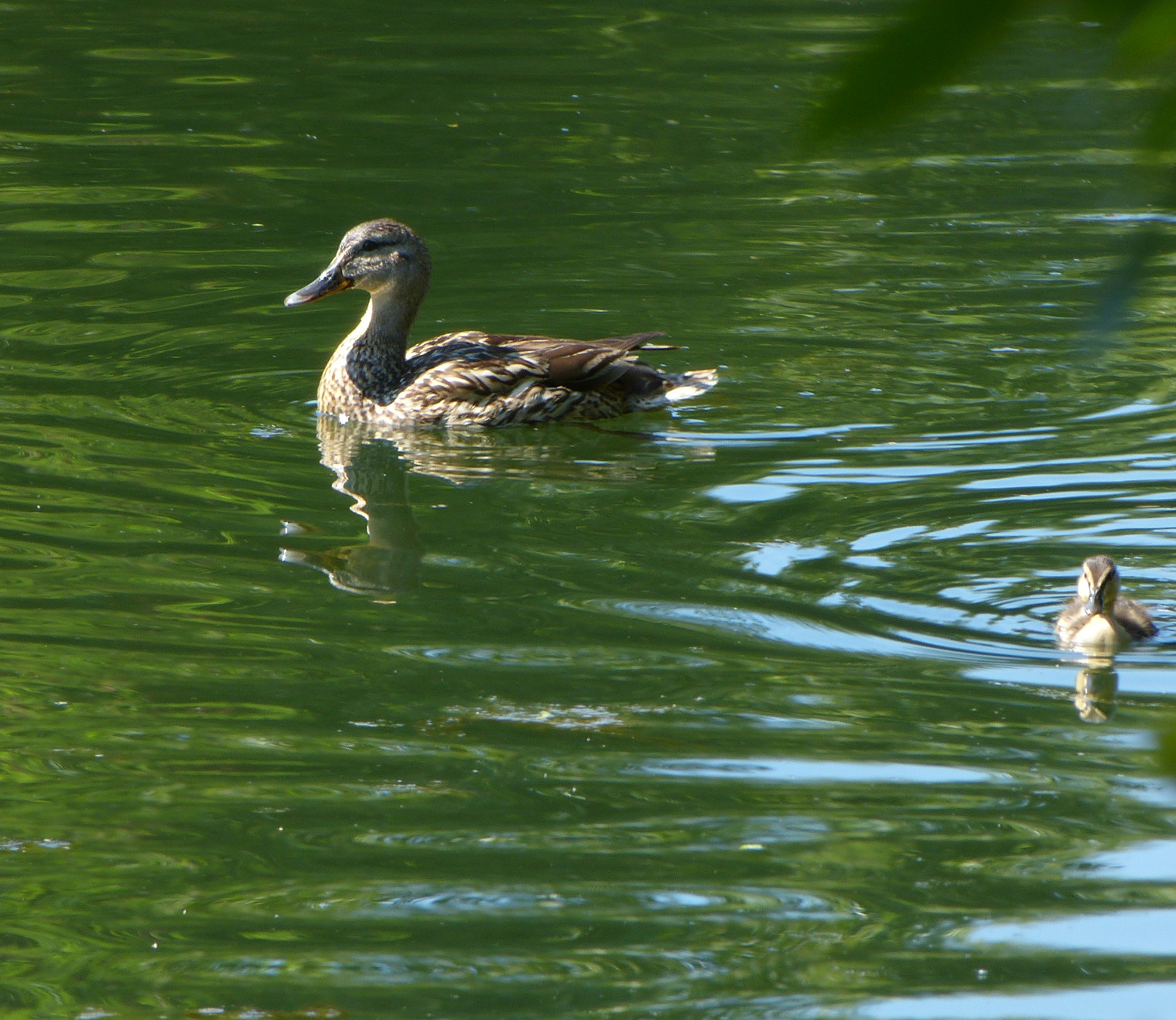 Follow your mama ducky