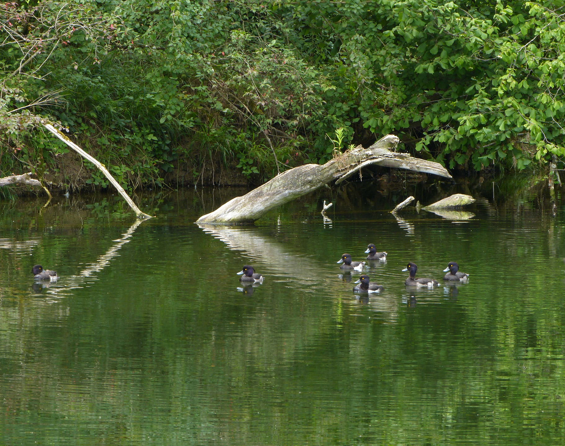 The crocodile tree and the ducks II