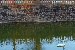 A swan in a castle 01