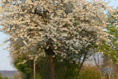 The cherry tree in April