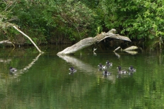 The crocodile tree and the ducks II