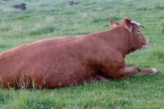 The great lasy bull in the early morning