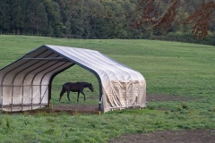 The horse in a tent