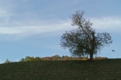 The lonely tree and a crow