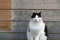 An ond cat posing on a small brunch near Heiden